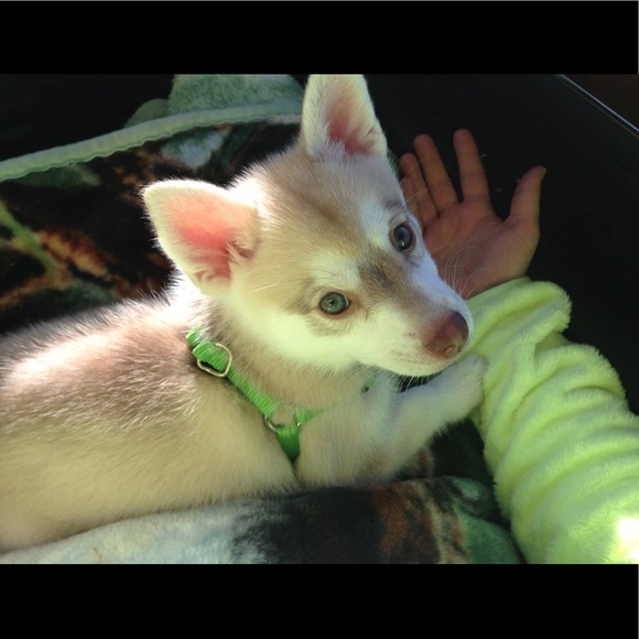 Meet your Posher, Jessica - Picture 1 of 1